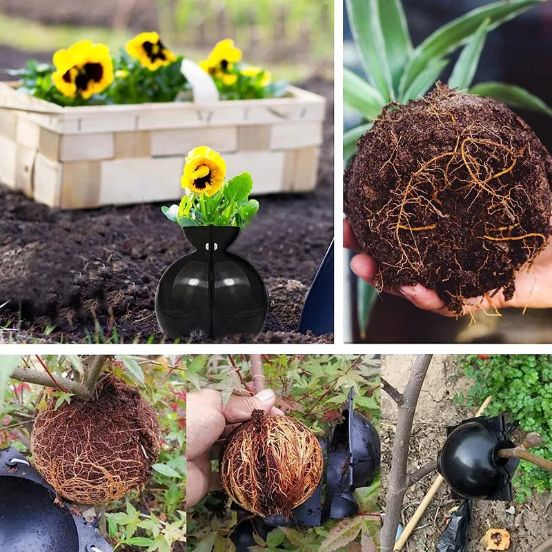3PCS Plant Rooting Ball Grafting Rooting Box Breeding Case Plant Root Growing Box For Garden 5/8/12cm In Diameter planting tools