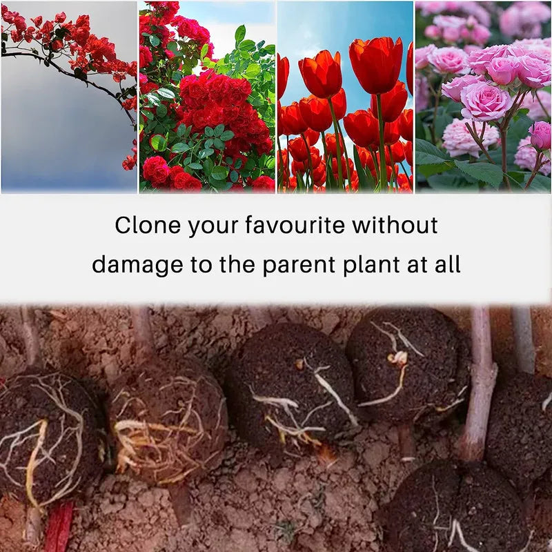 3PCS Plant Rooting Ball Grafting Rooting Box Breeding Case Plant Root Growing Box For Garden 5/8/12cm In Diameter planting tools